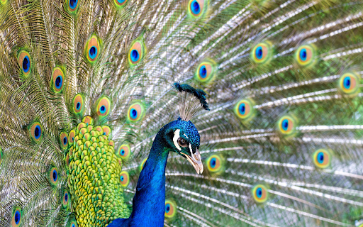 Peacock Spreading Wings  from Chrome web store to be run with OffiDocs Chromium online