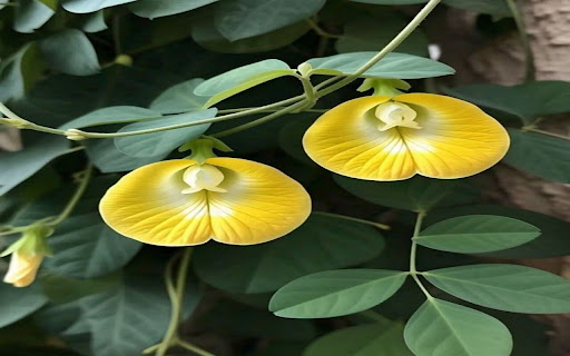 pea flower wallpaper  from Chrome web store to be run with OffiDocs Chromium online