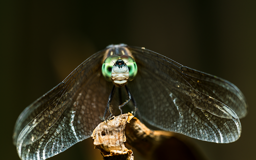 Pearl eyed dragonfly  from Chrome web store to be run with OffiDocs Chromium online