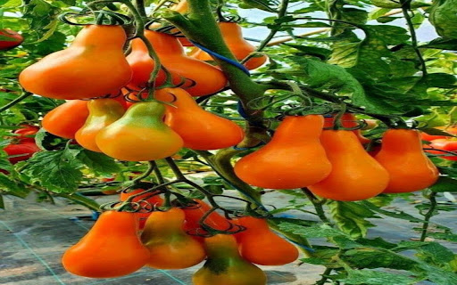pear tomato wallpaper  from Chrome web store to be run with OffiDocs Chromium online