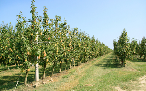 Pear Tree  from Chrome web store to be run with OffiDocs Chromium online