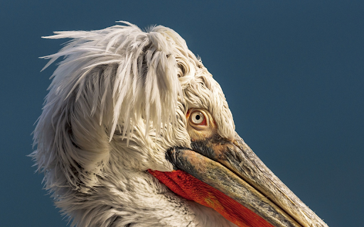 Pelican head  from Chrome web store to be run with OffiDocs Chromium online