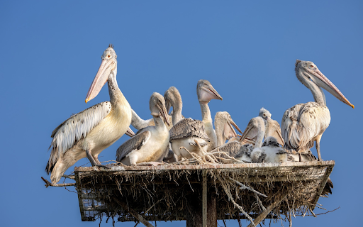 Pelicans  from Chrome web store to be run with OffiDocs Chromium online
