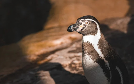 penguin 2 Theme  from Chrome web store to be run with OffiDocs Chromium online