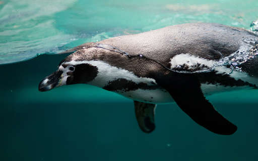Penguin diving  from Chrome web store to be run with OffiDocs Chromium online