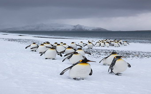 Penguin flock wallpaper  from Chrome web store to be run with OffiDocs Chromium online