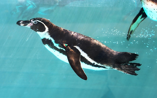 Penguin Glide  from Chrome web store to be run with OffiDocs Chromium online