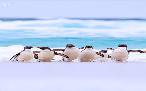 Penguins on the beach Wallpaper  from Chrome web store to be run with OffiDocs Chromium online
