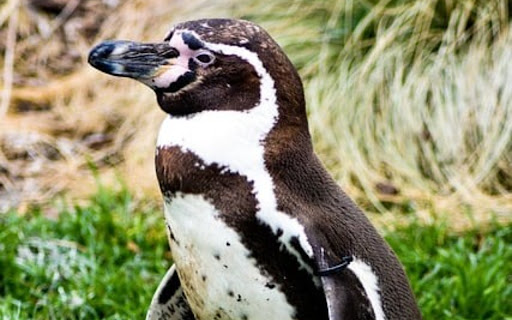 penguin Theme  from Chrome web store to be run with OffiDocs Chromium online