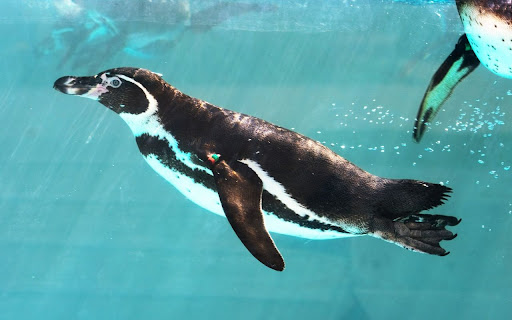 Penguis Theme  from Chrome web store to be run with OffiDocs Chromium online