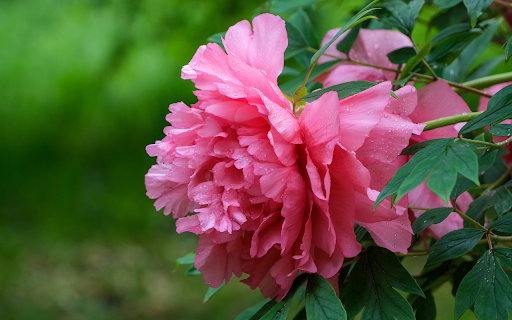 Peony flowers in the rain  from Chrome web store to be run with OffiDocs Chromium online
