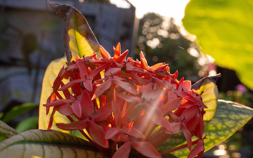 Peony in the sun  from Chrome web store to be run with OffiDocs Chromium online