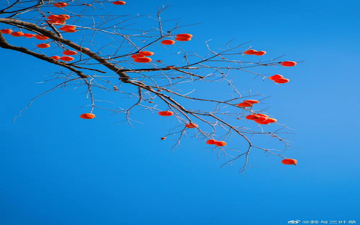 Persimmons under blue sky Wallpaper  from Chrome web store to be run with OffiDocs Chromium online