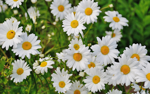 Petals Gleam, Hearts of Sunny Gold from Chrome web store to be run with OffiDocs Chromium online Petals Gleam, Hearts of Sunny Gold from Chrome web store to be run with OffiDocs Chromium online