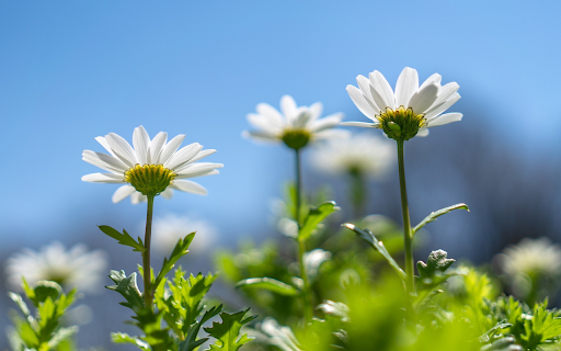 Petals in the Sun  from Chrome web store to be run with OffiDocs Chromium online