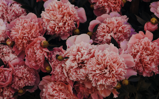 Petals Swirl, Soft Pink Hues Bloom  from Chrome web store to be run with OffiDocs Chromium online