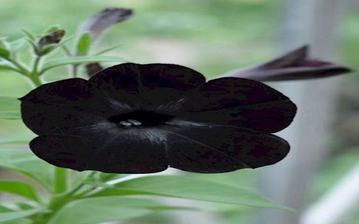 Petunia Black Velvet wallpaper  from Chrome web store to be run with OffiDocs Chromium online