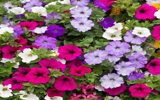 Petunia flower wallpaper  from Chrome web store to be run with OffiDocs Chromium online