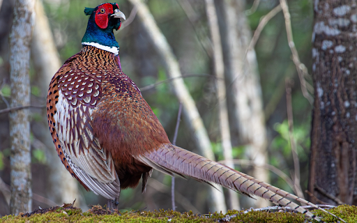 Pheasant  from Chrome web store to be run with OffiDocs Chromium online
