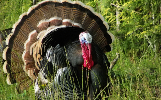 Pheasant with ruffled feathers  from Chrome web store to be run with OffiDocs Chromium online
