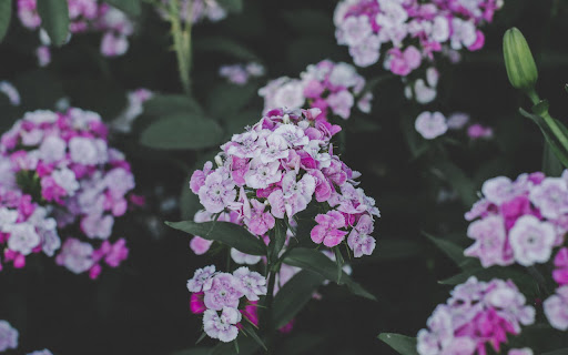 Phlox Flowers  from Chrome web store to be run with OffiDocs Chromium online
