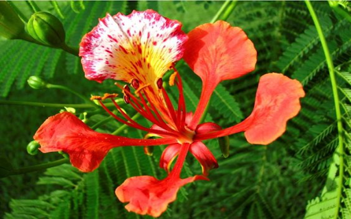 Phoenix flower wallpaper  from Chrome web store to be run with OffiDocs Chromium online
