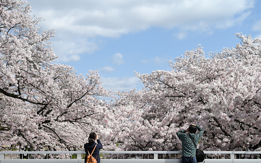 Photographing cherry blossoms  from Chrome web store to be run with OffiDocs Chromium online