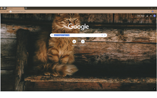 Photo of Brown Persian Cat on Ladder  from Chrome web store to be run with OffiDocs Chromium online