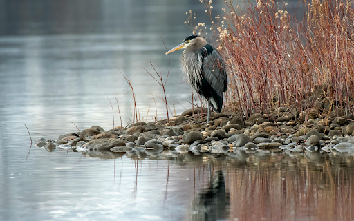Photo of Heron on Rocks Near Body of Water  from Chrome web store to be run with OffiDocs Chromium online