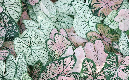 Photo of Leaves  from Chrome web store to be run with OffiDocs Chromium online