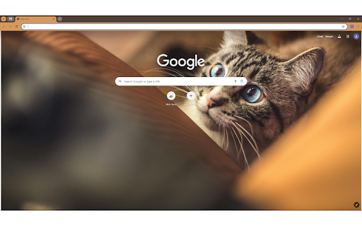 Photo of Tabby Cat  from Chrome web store to be run with OffiDocs Chromium online