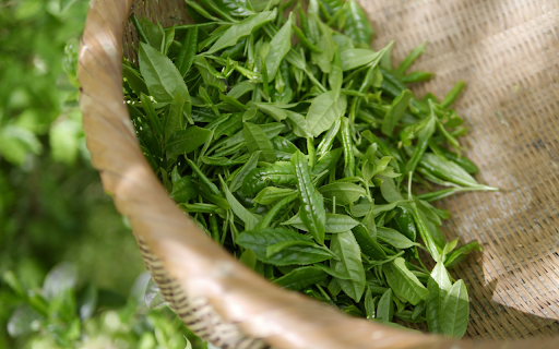 Pick green tea leaves  from Chrome web store to be run with OffiDocs Chromium online