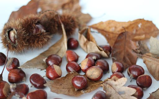Pick up chestnuts  from Chrome web store to be run with OffiDocs Chromium online