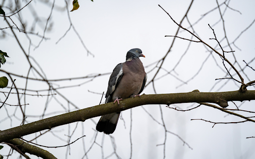 Pigeon on a high tree branch  from Chrome web store to be run with OffiDocs Chromium online