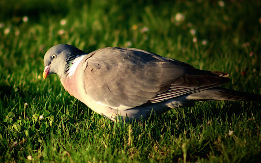 Pigeon on the Grass  from Chrome web store to be run with OffiDocs Chromium online
