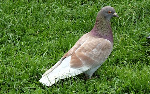 Pigeon on young grass  from Chrome web store to be run with OffiDocs Chromium online