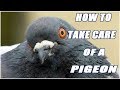 Pigeon Ranch  from Chrome web store to be run with OffiDocs Chromium online