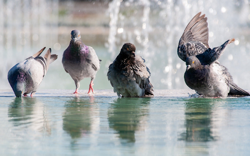 Pigeons by the lake  from Chrome web store to be run with OffiDocs Chromium online