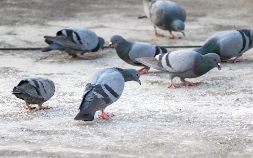 Pigeons eat rice  from Chrome web store to be run with OffiDocs Chromium online