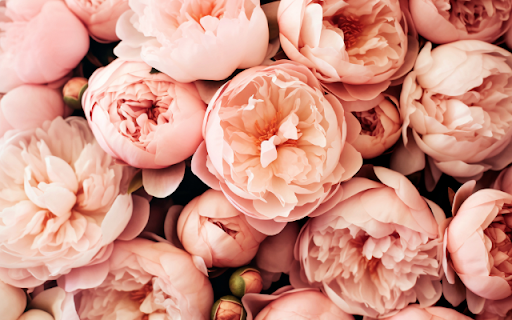 Pile of Pink Peonies  from Chrome web store to be run with OffiDocs Chromium online