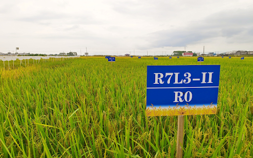 Pilot rice variety  from Chrome web store to be run with OffiDocs Chromium online