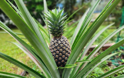 Pineapple Tree  from Chrome web store to be run with OffiDocs Chromium online