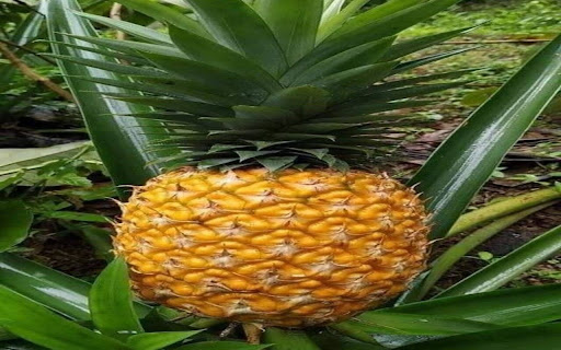 pineapple tree wallpaper  from Chrome web store to be run with OffiDocs Chromium online