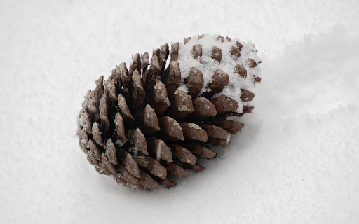 pine cones falling under the snow  from Chrome web store to be run with OffiDocs Chromium online