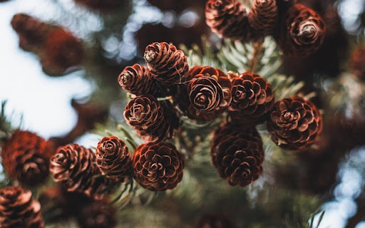 PINE CONE Theme  from Chrome web store to be run with OffiDocs Chromium online