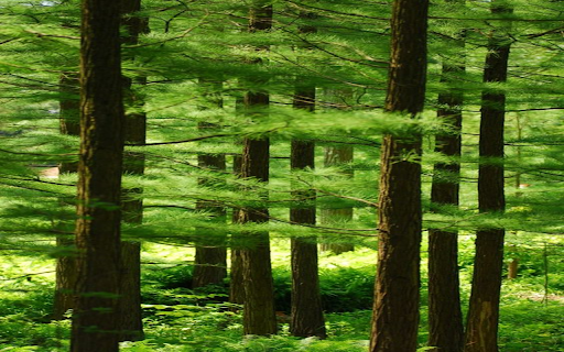 Pine forest wallpaper  from Chrome web store to be run with OffiDocs Chromium online