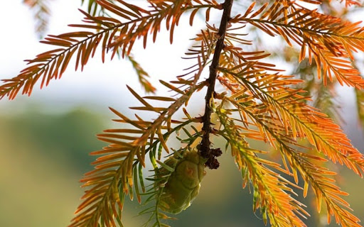 PINE THEME  from Chrome web store to be run with OffiDocs Chromium online