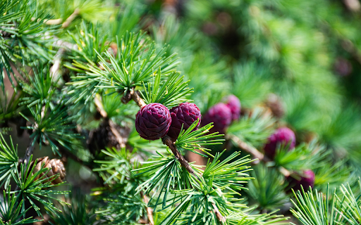 Pine tree and fruit  from Chrome web store to be run with OffiDocs Chromium online