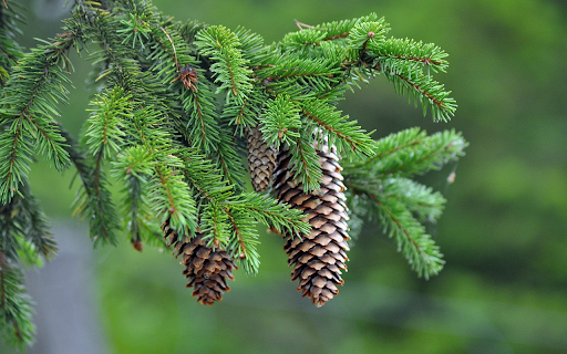 Pine tree branches  from Chrome web store to be run with OffiDocs Chromium online