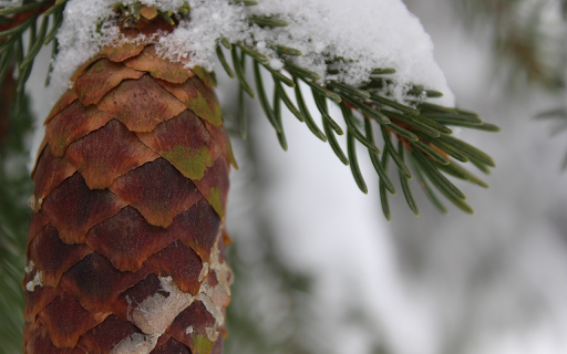 pine trees and snow  from Chrome web store to be run with OffiDocs Chromium online